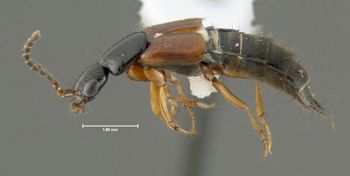 Media type: image;   Entomology 601713 Aspect: habitus lateral view